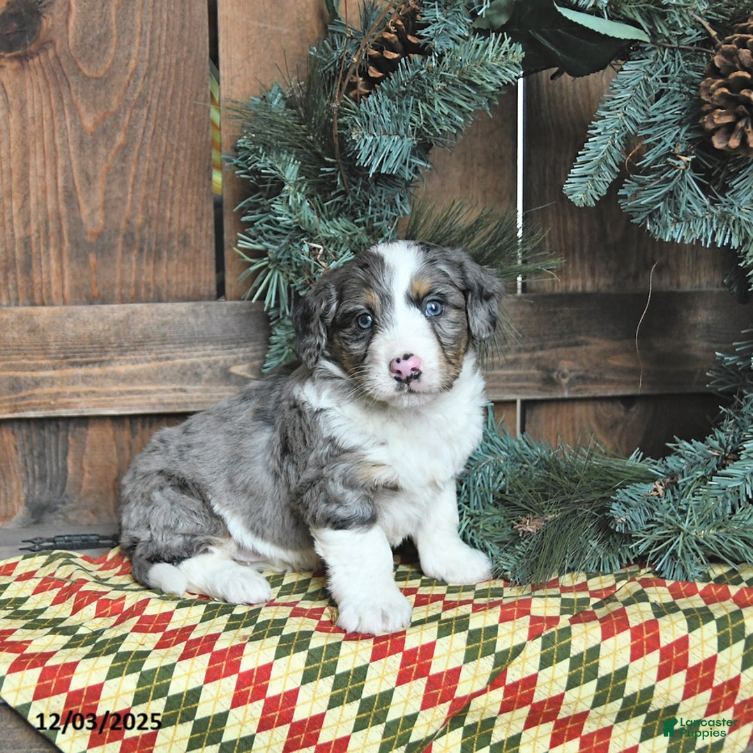 Mini Bernedoodle dogs for sale: Charlie - Ad 3