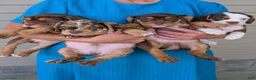 Beabull dogs for sale: Tank - Ad 19