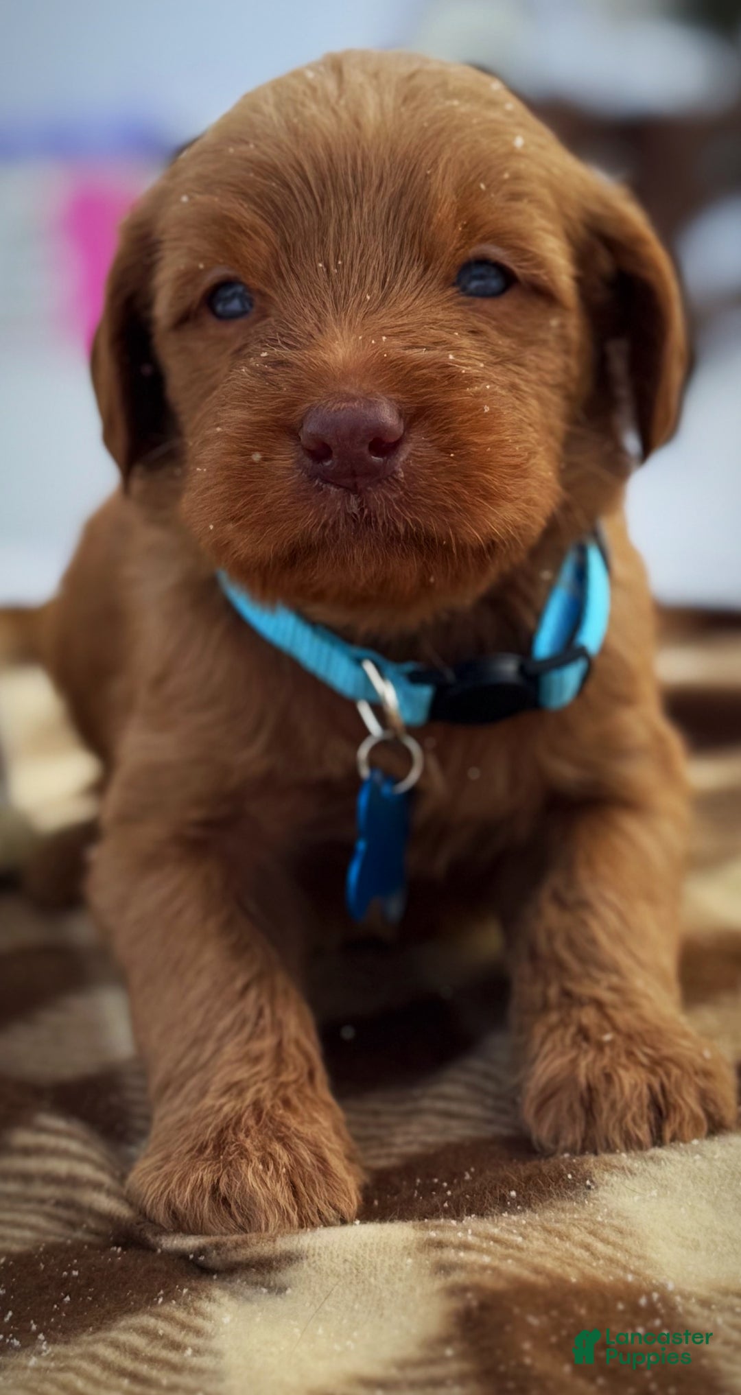 Labradoodle dogs for sale: Labradoodle Puppy 1 - Ad 22