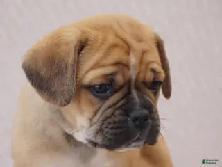 Puggle dogs for sale: Jelly Bean - Ad 4