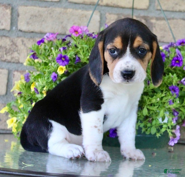 Beagle dogs for sale: Nicky - Ad 3
