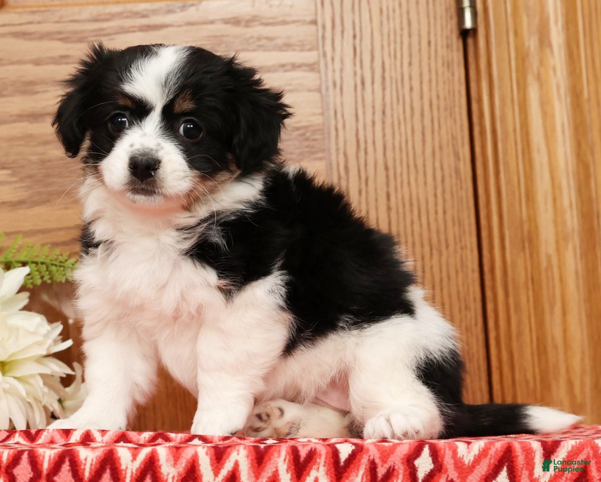 Havanese dogs Trisha - Ad 13