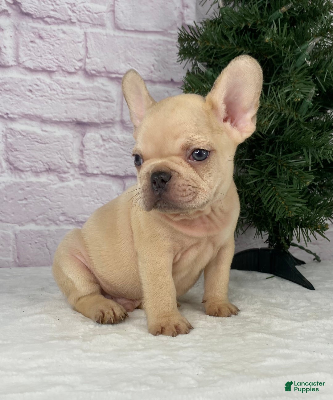 French Bulldog dogs for sale: Skyler - Ad 5