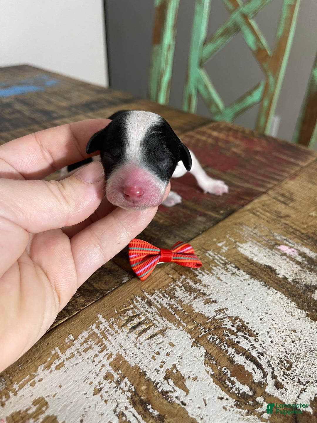 Miniature Poodle dogs for sale: Akc Clear Tri Red Bow - Ad 7