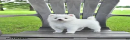 Pomsky dogs for sale: Alex - Ad 2