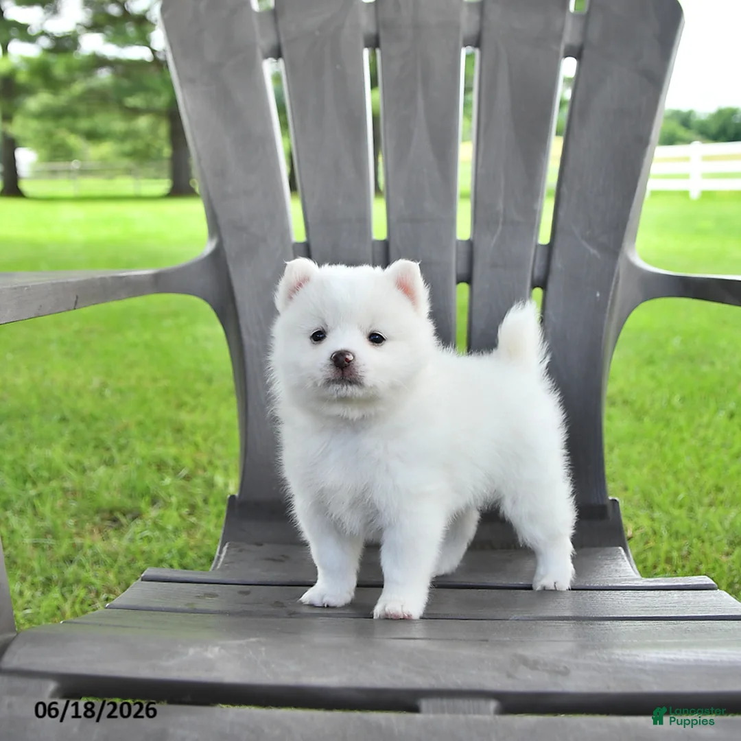 Pomsky dogs for sale: Alex - Ad 2