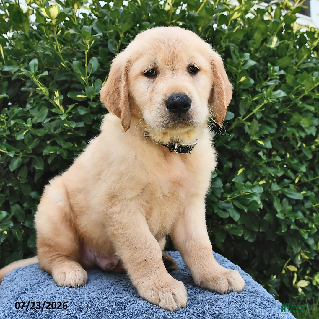 Golden Retriever dogs for sale: Alfie - Ad 1