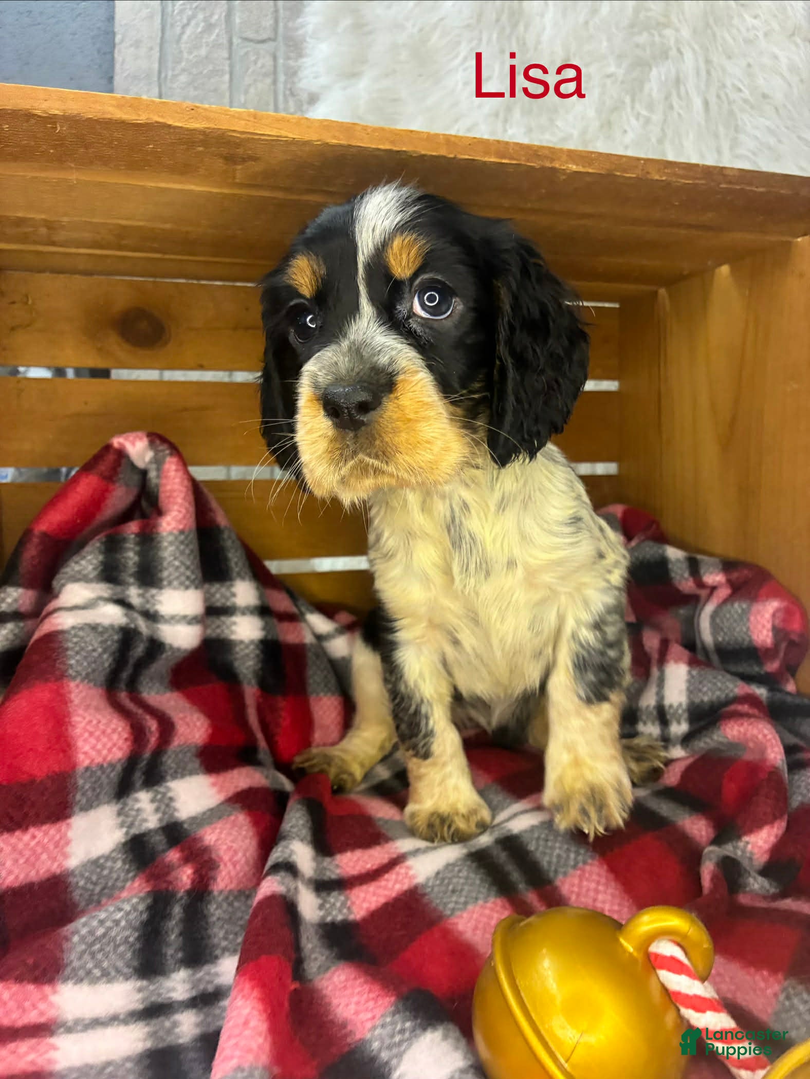 English Springer Spaniel dogs Lisa  - Ad 15