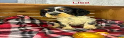 English Springer Spaniel dogs for sale: Lisa  - Ad 1