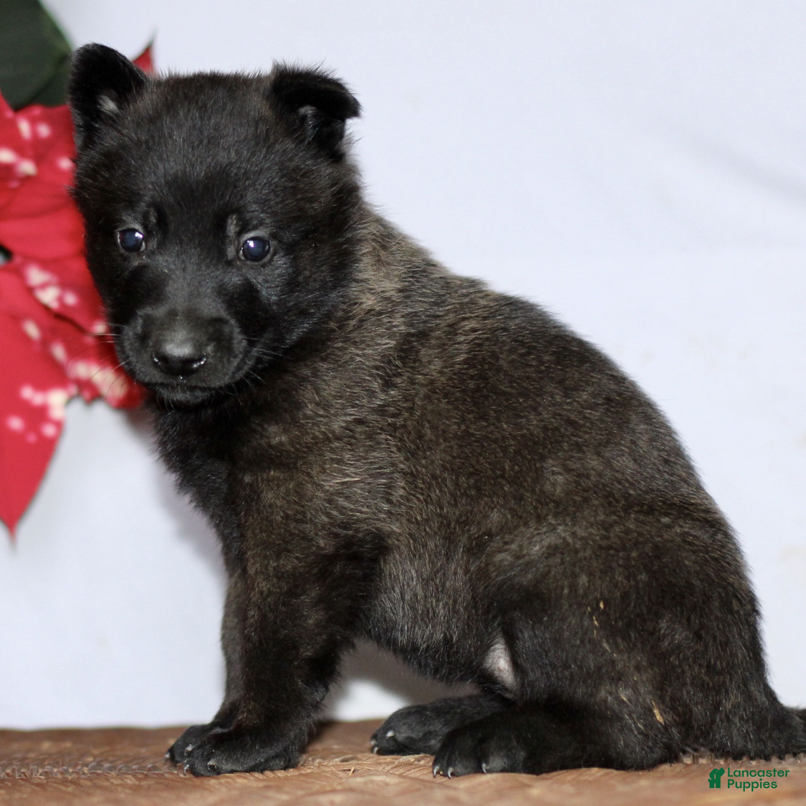 Belgian Malinois dogs Allegra  - Ad 41