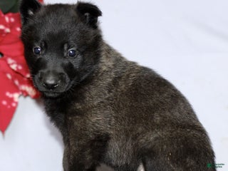 Belgian Malinois dogs Allegra - Ad 41