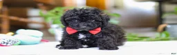 Miniature Poodle dogs for sale: Bodie - Ad 1