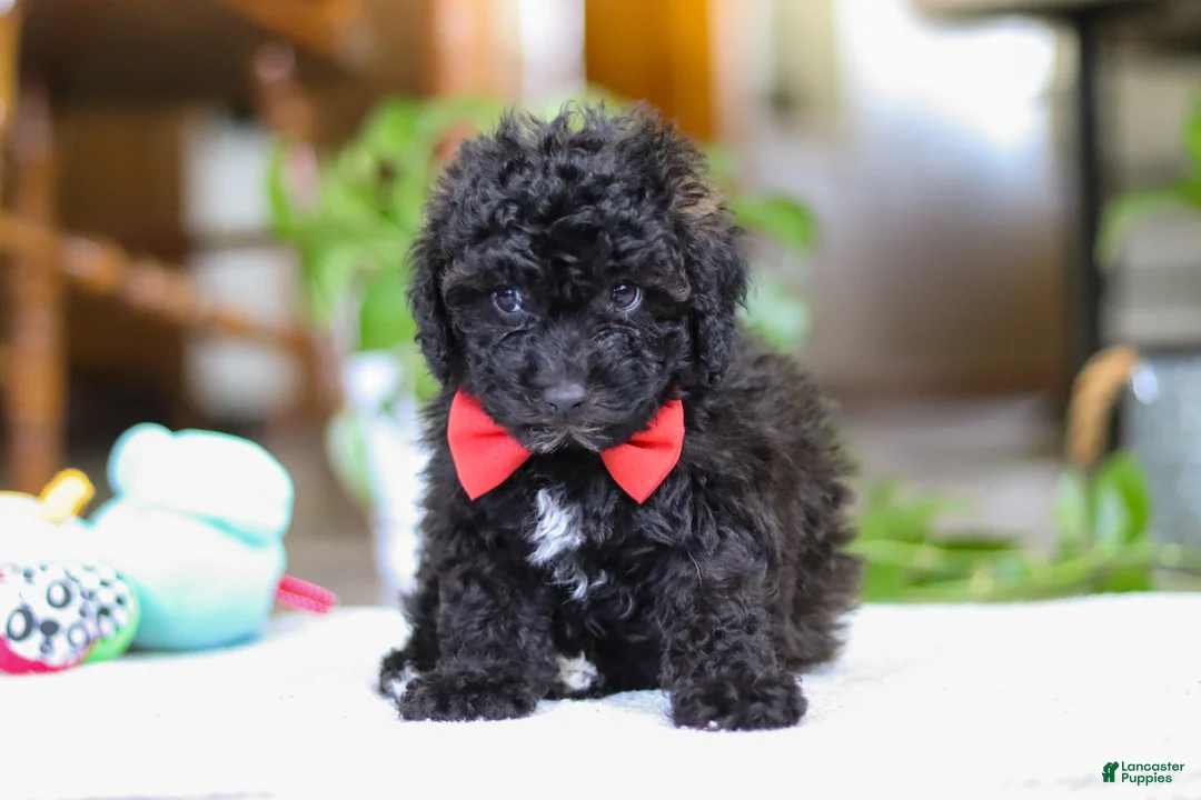 Miniature Poodle dogs for sale: Bodie - Ad 1