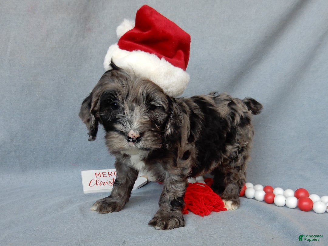 Cockapoo dogs for sale: Bentley - Ad 2