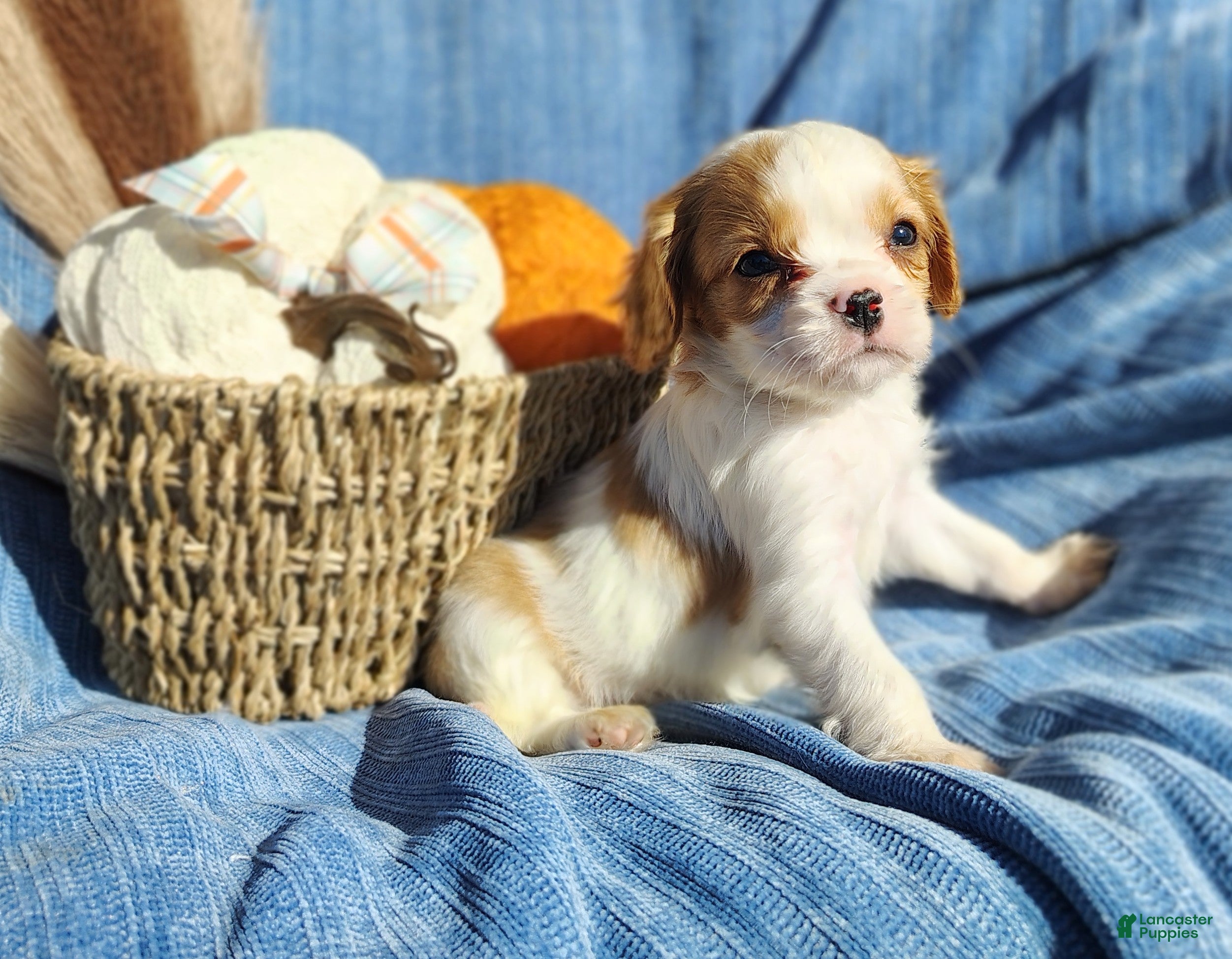 Cavapoo dogs for sale: Tiny  - Ad 1