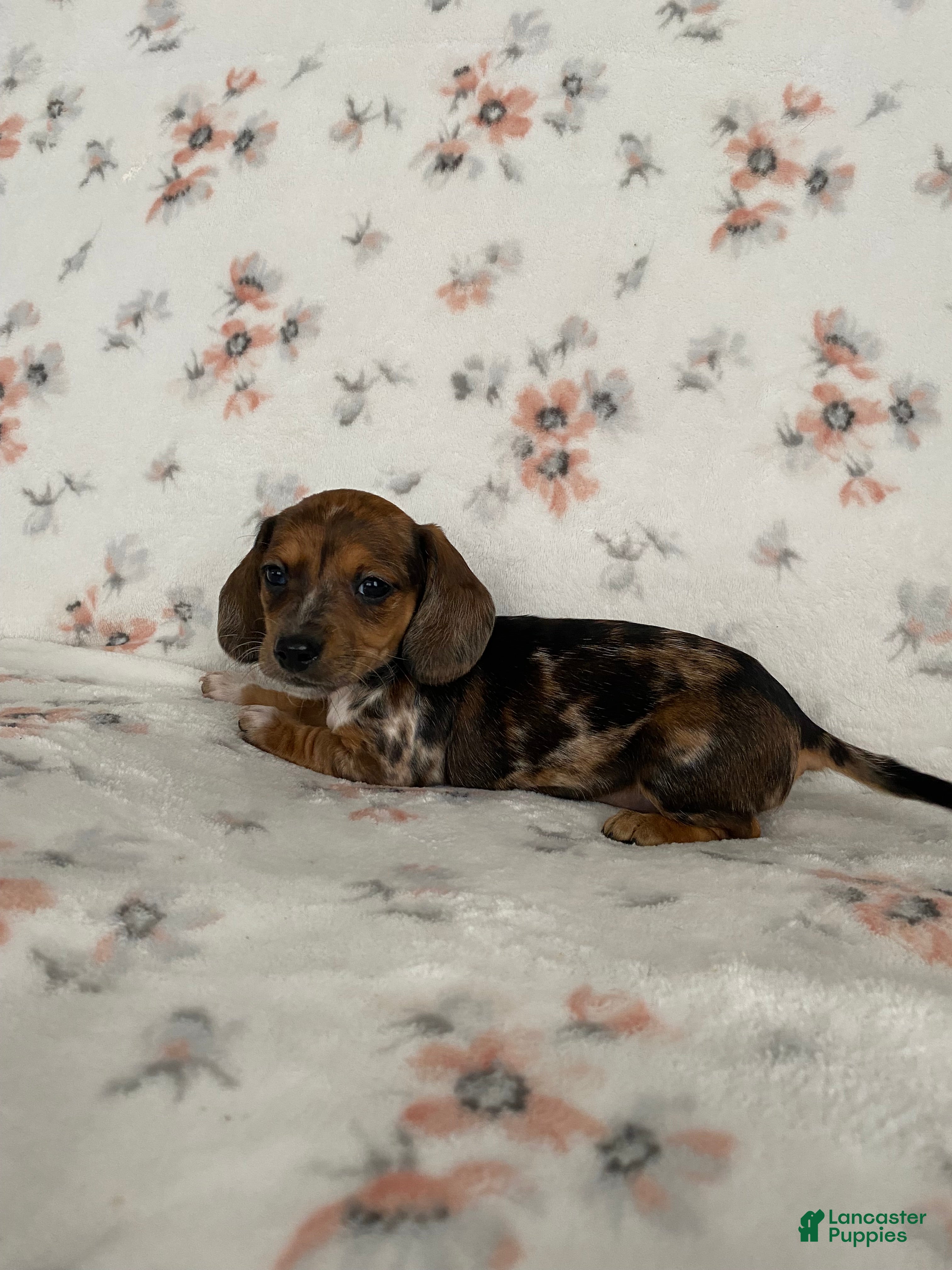 Miniature Dachshund dogs Miniature Dachshund Puppy 3 - Ad 2