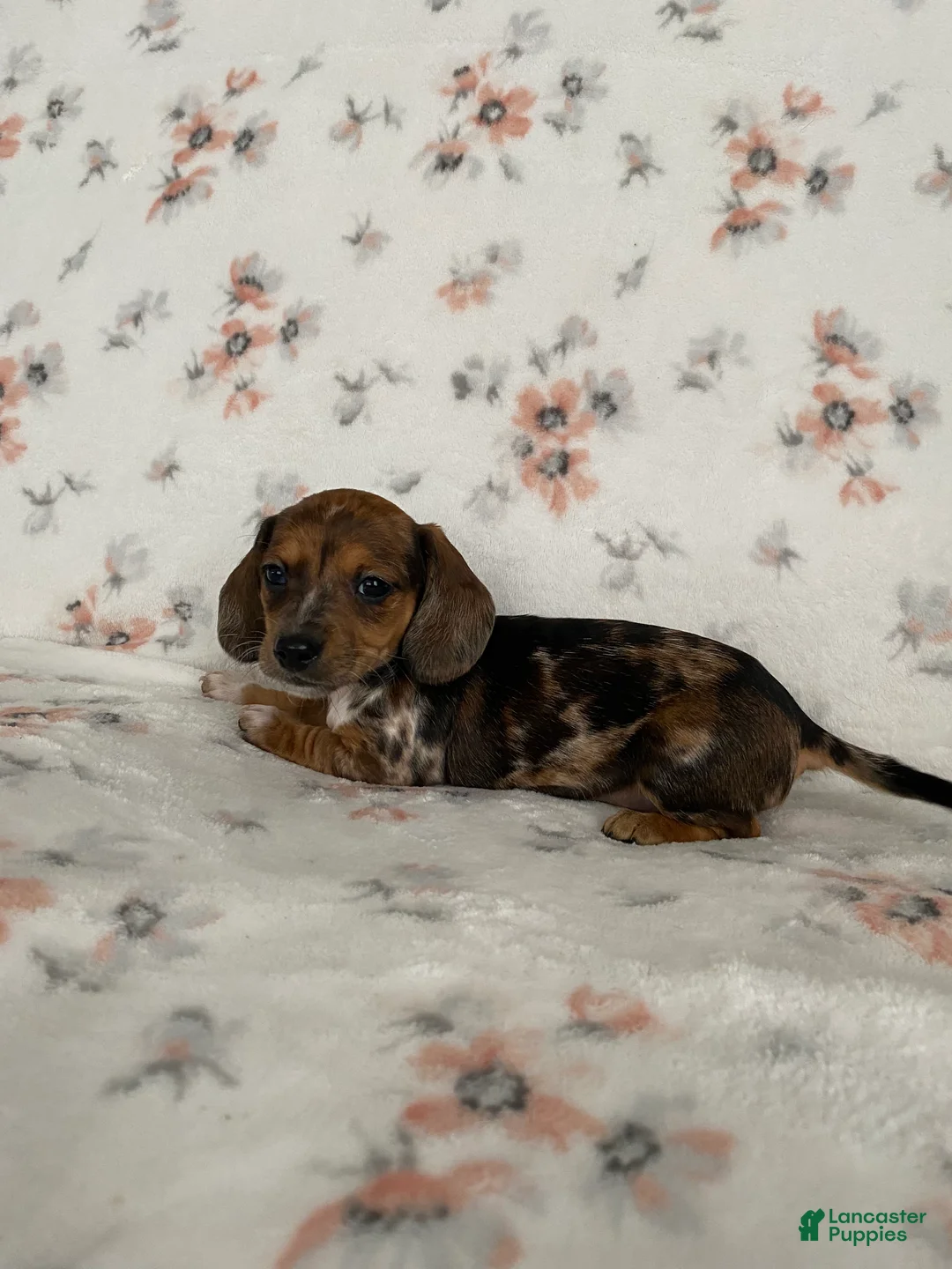 Miniature Dachshund dogs for sale: Miniature Dachshund Puppy 3 - Ad 2