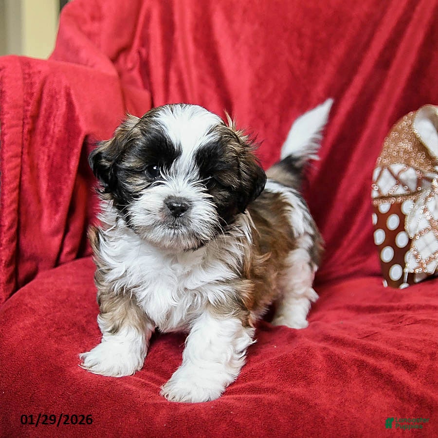 Shih Tzu dogs for sale: Mocha - Ad 3