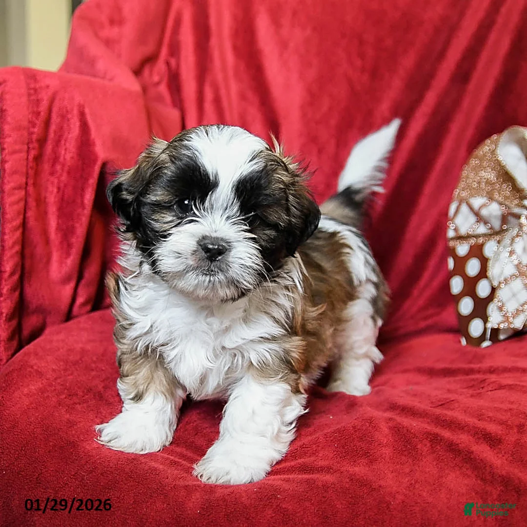 Shih Tzu dogs for sale: Mocha - Ad 1