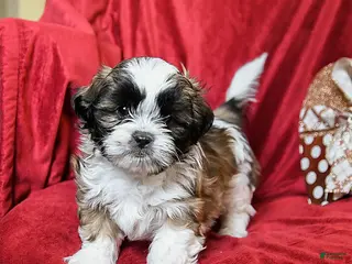 Shih Tzu dogs for sale: Mocha - Ad 3