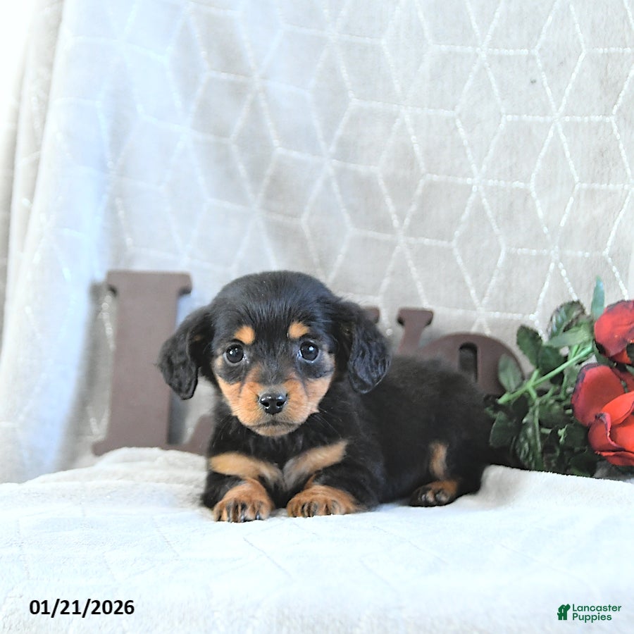 Miniature Dachshund dogs Miss Priss EXTRA SMALL - Ad 2
