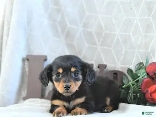 Miniature Dachshund dogs Miss Priss EXTRA SMALL - Ad 9