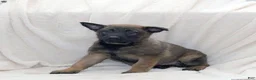 Belgian Malinois dogs for sale: Belgian Malinois Puppy 1 - Ad 7