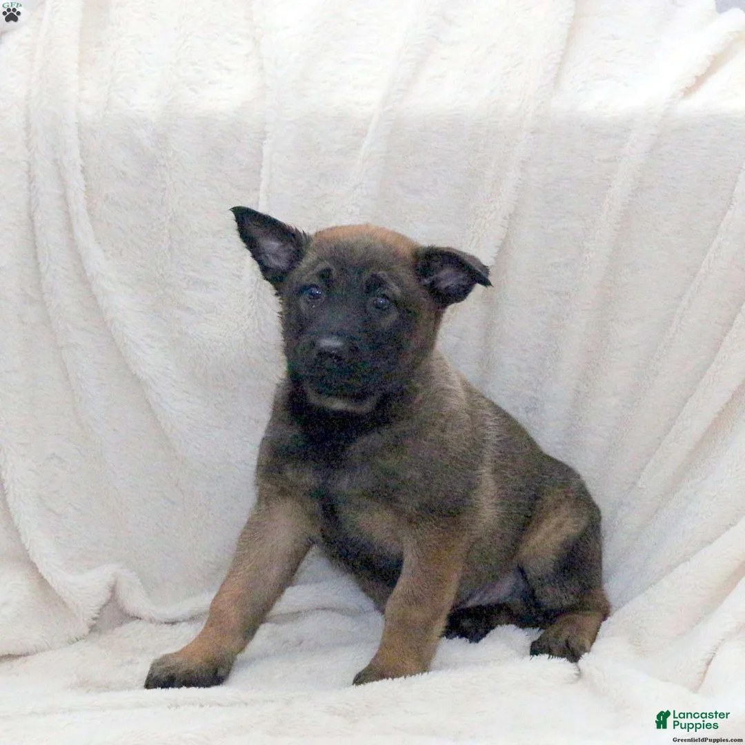 Belgian Malinois dogs for sale: Belgian Malinois Puppy 1 - Ad 7
