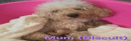 Maltipoo dogs for sale: Nora - Ad 2