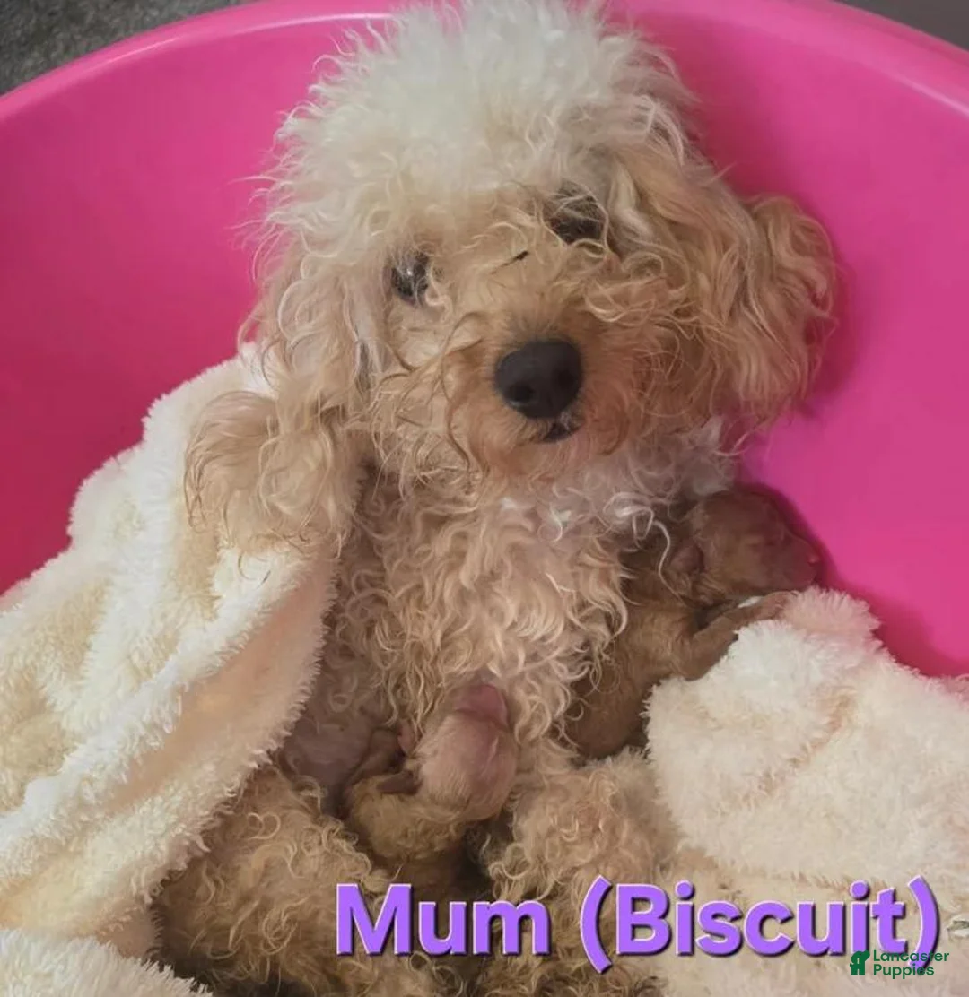 Maltipoo dogs for sale: Nora - Ad 2