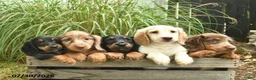 Miniature Dachshund dogs for sale: Piper  - Ad 5