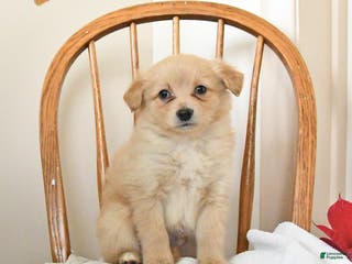 Pomapoo dogs Sully - Ad 15