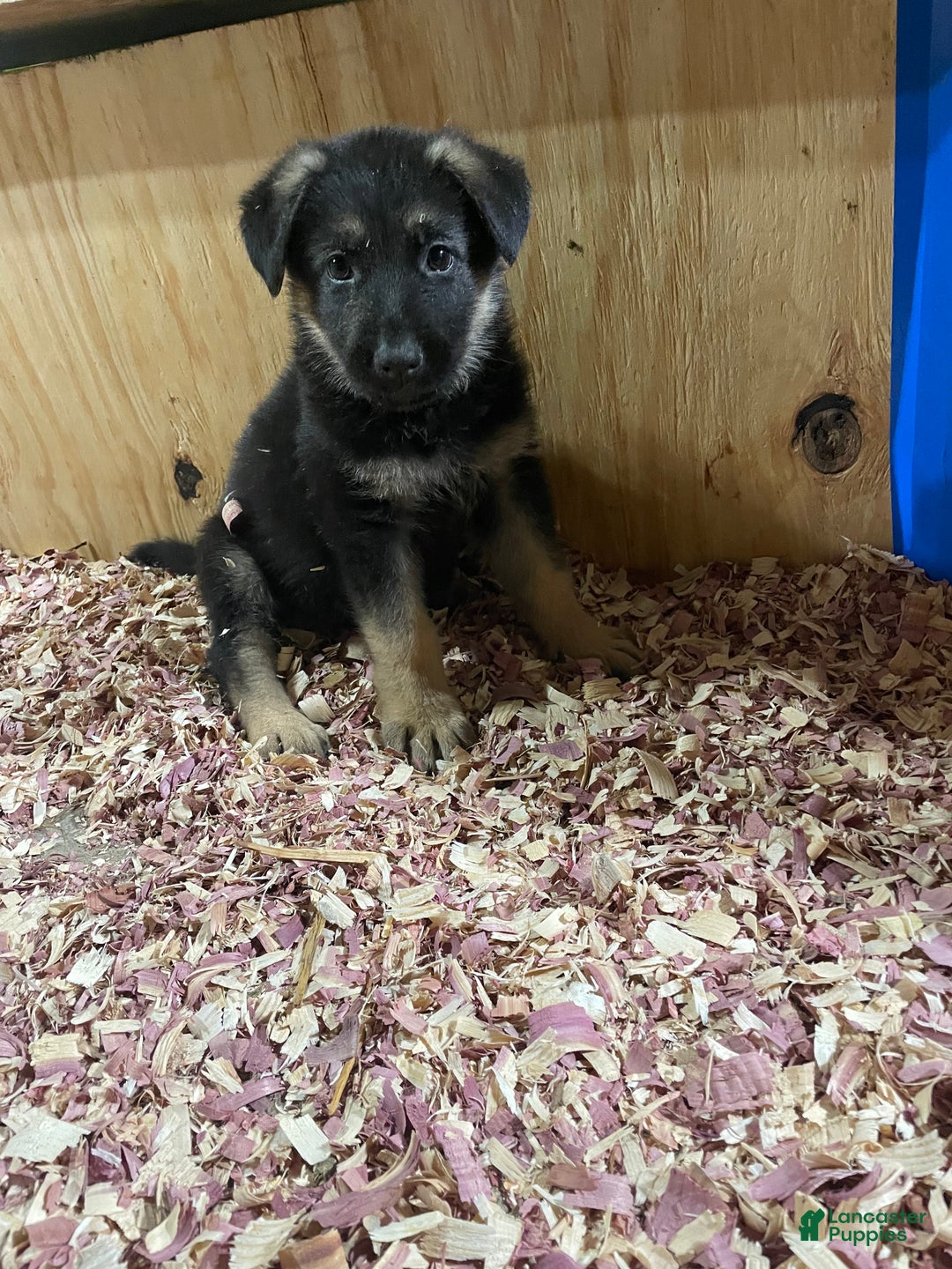 German Shepherd dogs for sale: Sprite/green collar - Ad 2