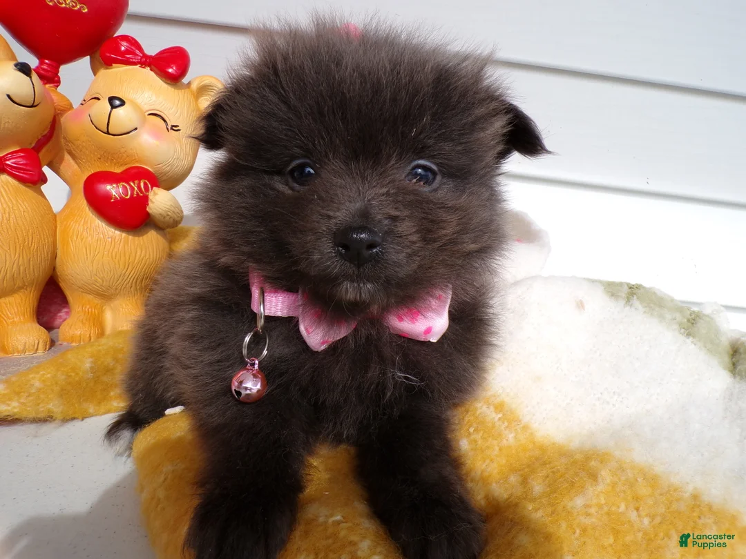 Pomeranian dogs for sale: Pomeranian Puppy 5 Lovey - Ad 3