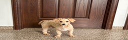 Maltipoo dogs for sale: Bennie - Ad 2