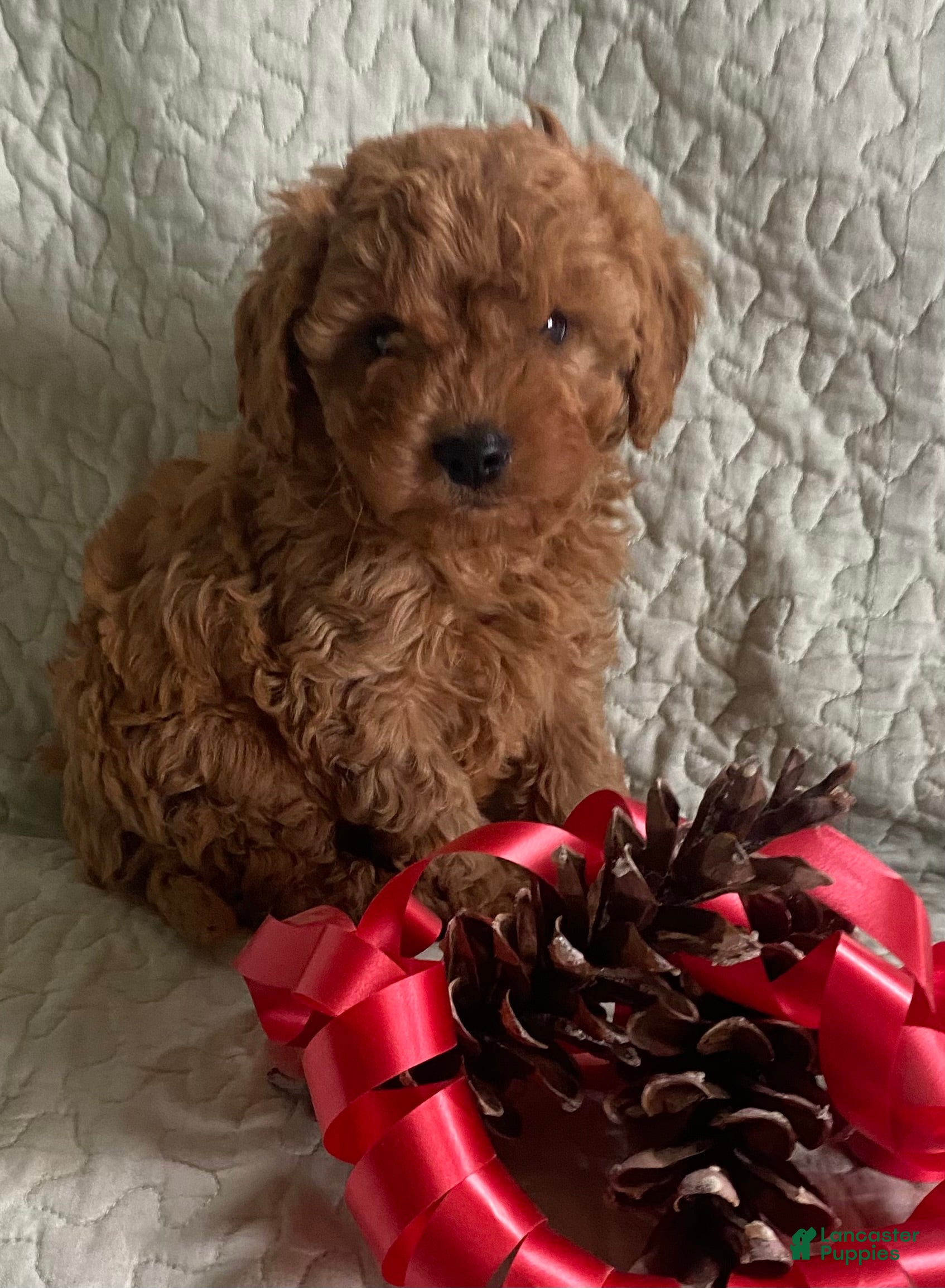 Cavapoo dogs Casper - Ad 38