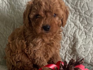 Cavapoo dogs Casper - Ad 38