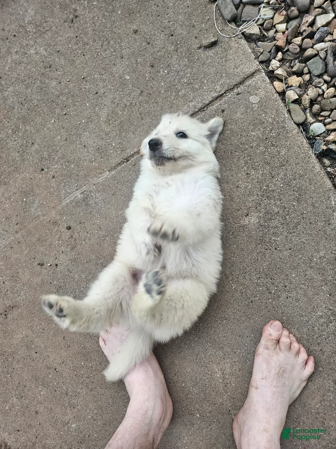 Mixed Breed dogs for sale: Mixed Breed 1 - Ad 2