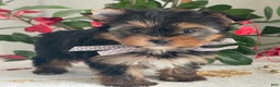 Yorkshire Terrier dogs for sale: Paisley - Ad 9