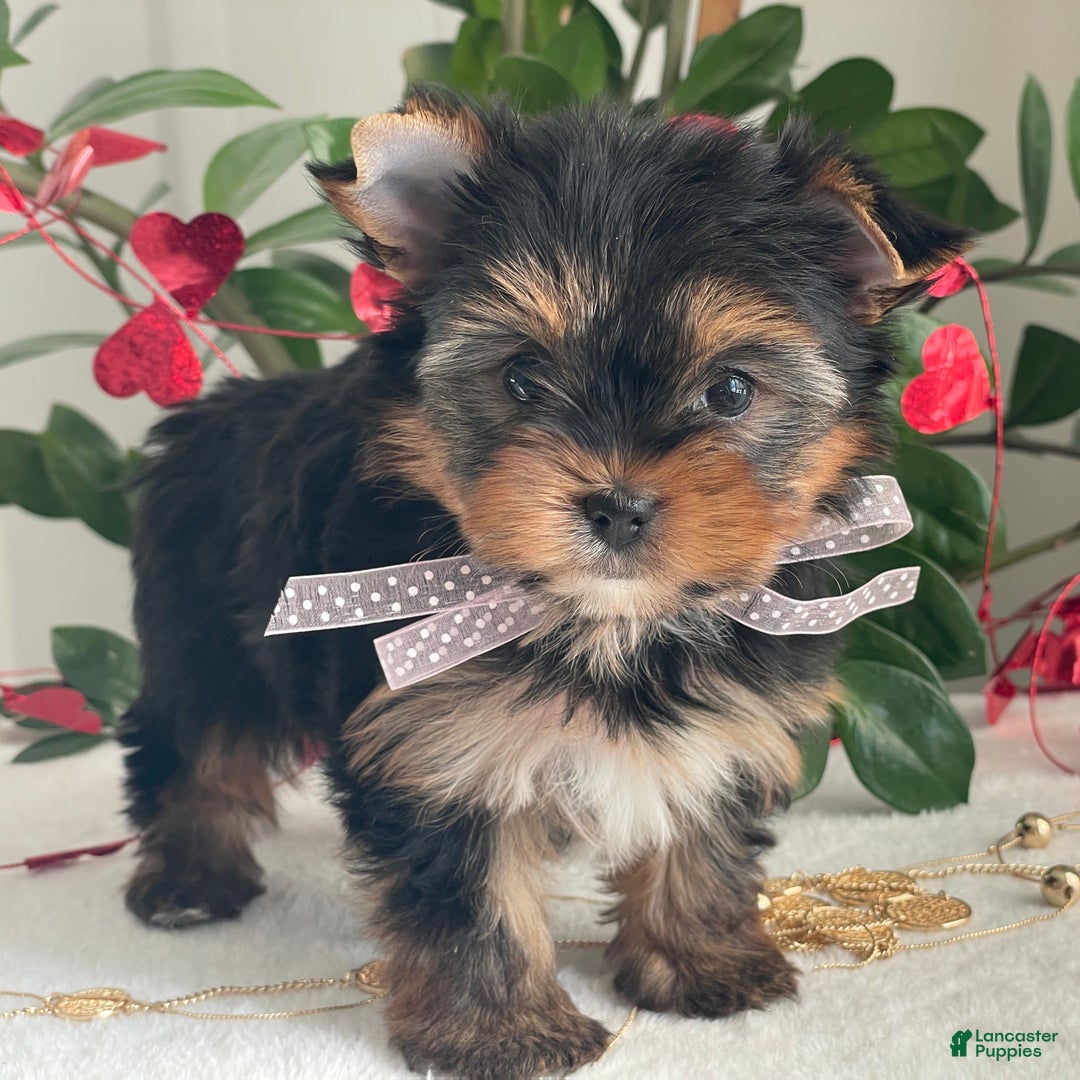 Yorkshire Terrier dogs for sale: Paisley - Ad 9
