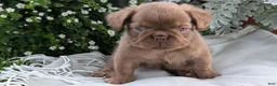 French Bulldog dogs for sale: Ozzy - Ad 8