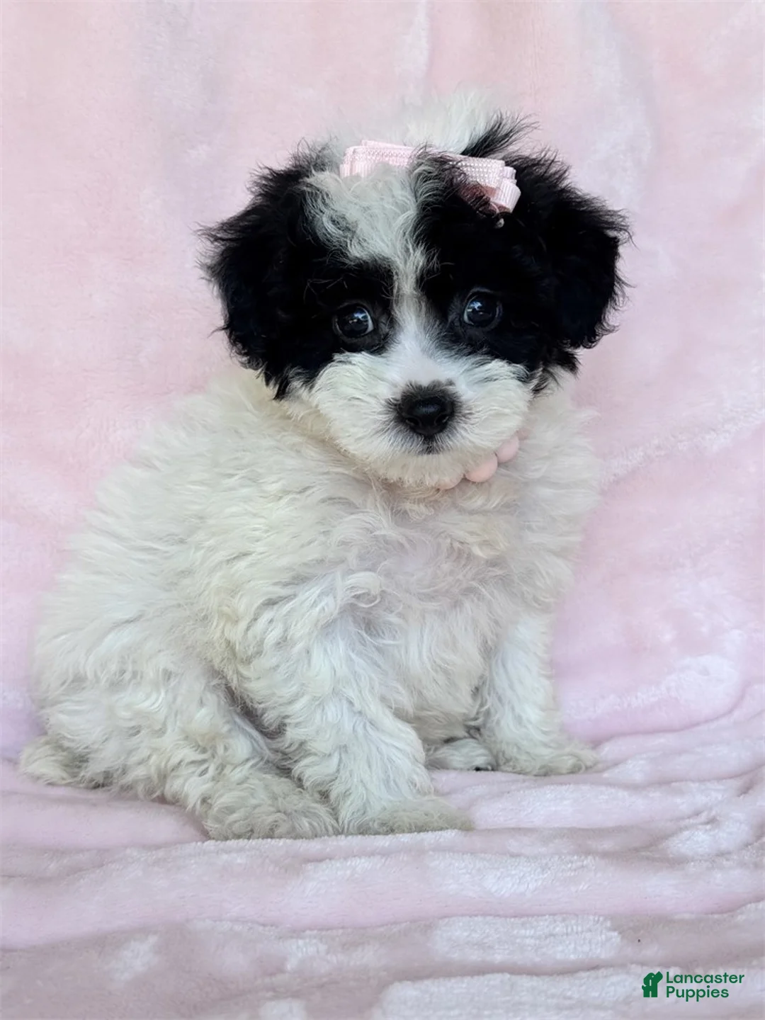 Miniature Poodle dogs for sale: Miniature Poodle 1 - Ad 2
