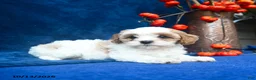 Cavapoo dogs for sale: Jazellele - Ad 4