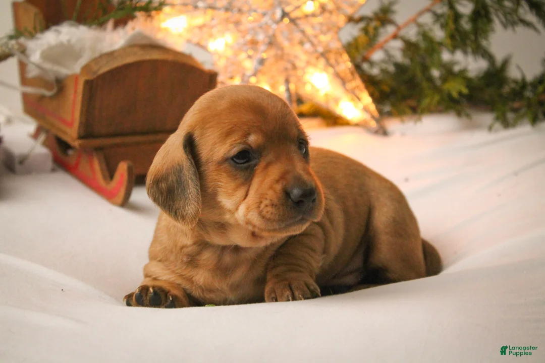 Dachshund dogs for sale: Sugar - Ad 10