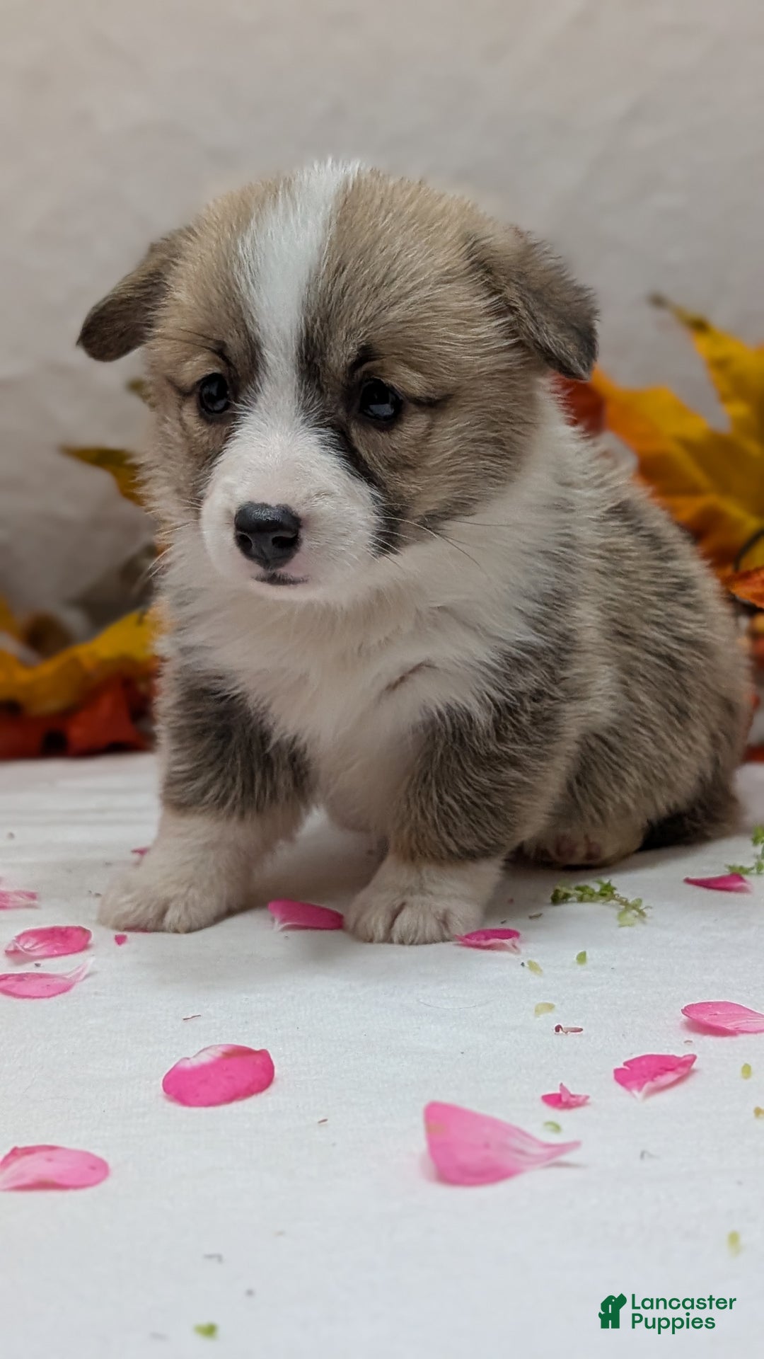 Welsh Corgi Pembroke dogs for sale: Sophie - Ad 9