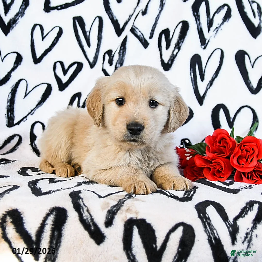 Golden Retriever dogs for sale: Lucky - Ad 4