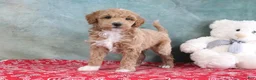 Mini Goldendoodle dogs for sale: Spike - Ad 3