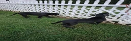 Great Dane dogs for sale: Fury - Ad 11