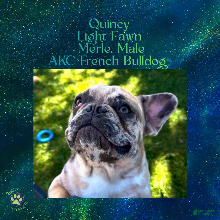 French Bulldog dogs Quincy “Blue” Collar, Male - Ad 18