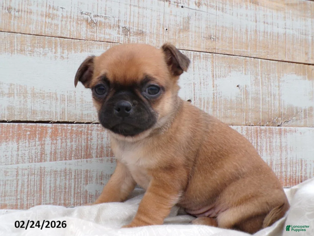 Mixed Breed dogs for sale: Tulip - Ad 1